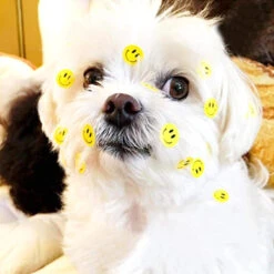 Rouleau De 50 Stickers SMILEY Pour Sécurité Enfant à Vélo -Point Soldes rouleau de 50 stickers smiley pour securite enfant a velo 2